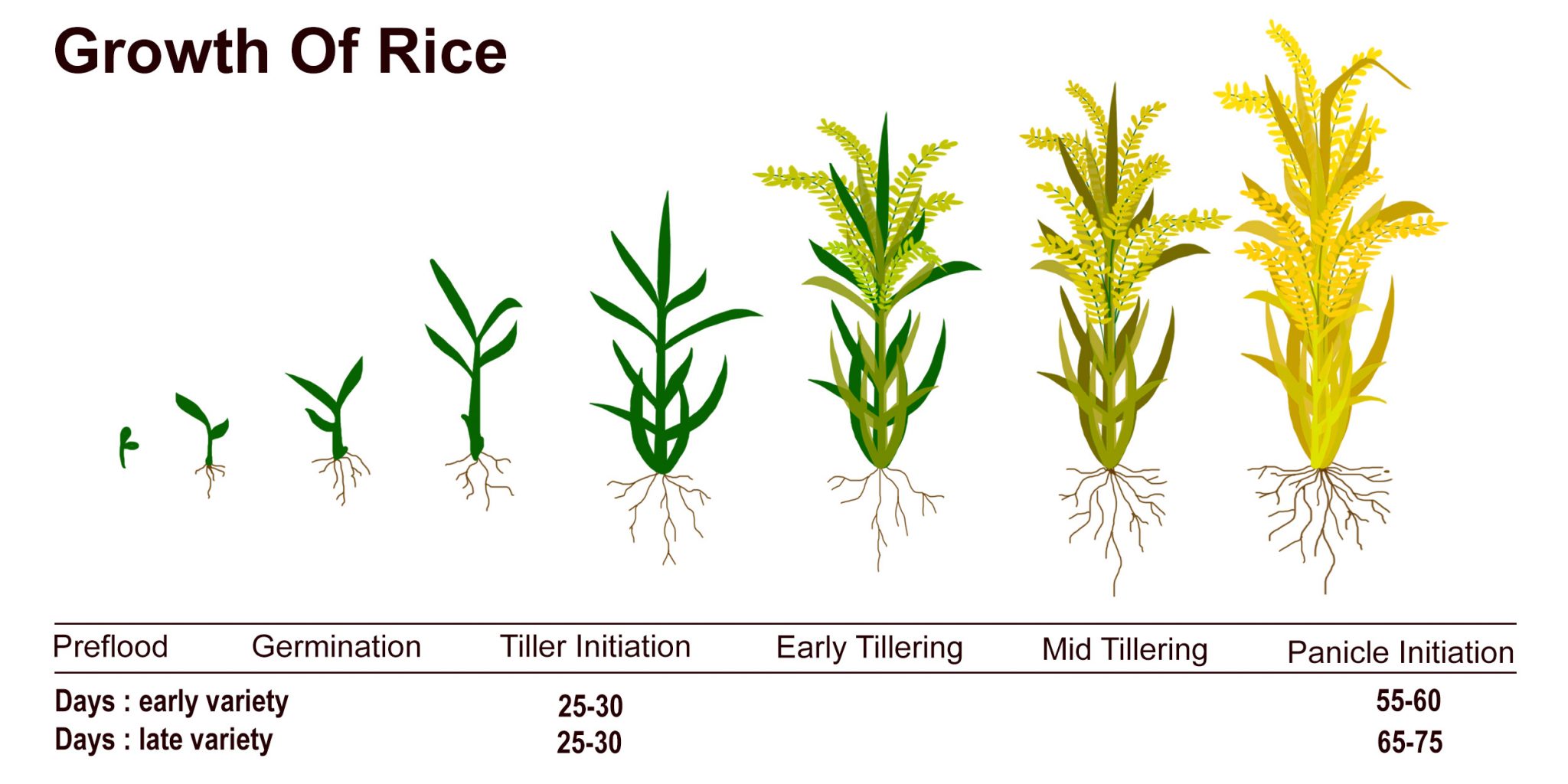 Paddy Planting Harvesting Malaysiarice paddy-planting-harvesting-malaysiarice